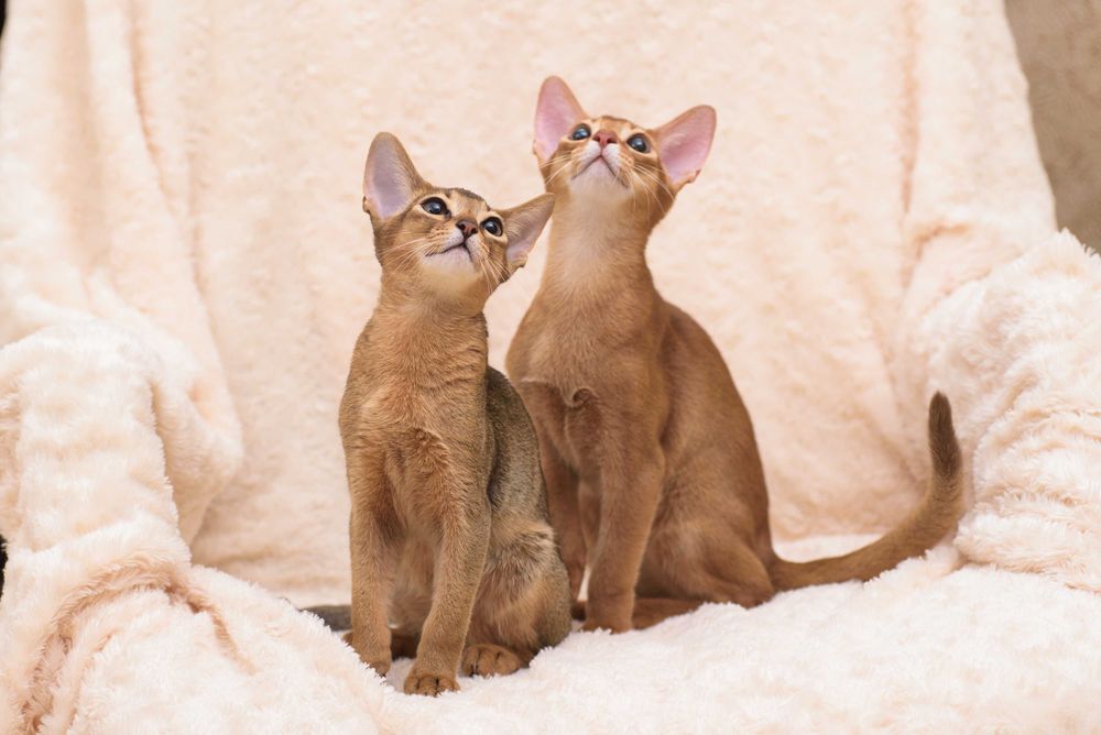 Ти не один, нас тепер двое - ТИ + Я АБIСИНЧИК