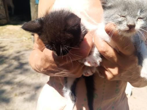 Вітдам в добрі руки