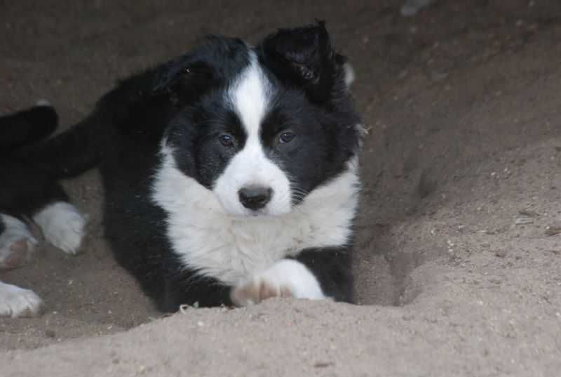 PIESEK Border Collie czarno biały , gotowy do odbioru