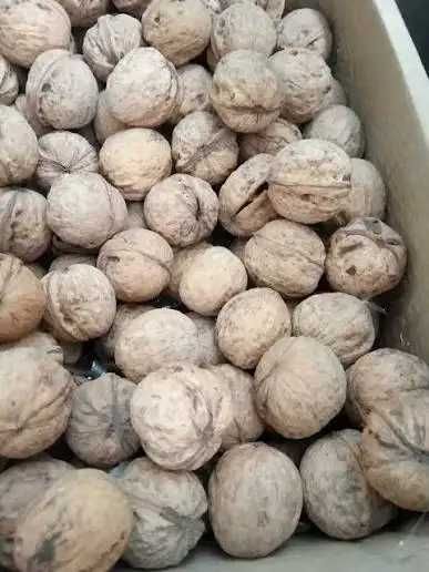 продам горіхи бійні