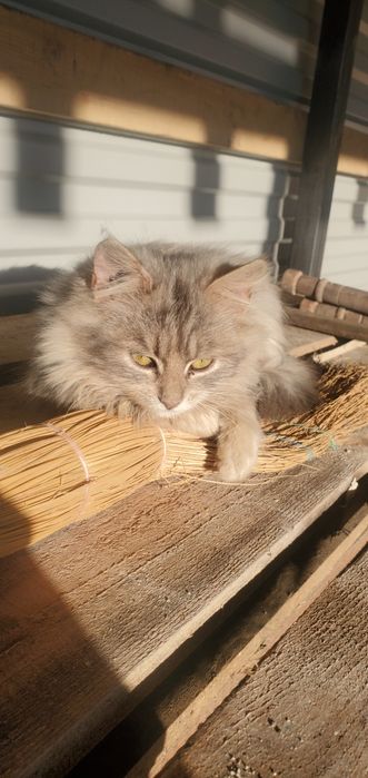 Лагідна дівчинка шукає сім'ю , мріє про  теплу  кровать а не віник.