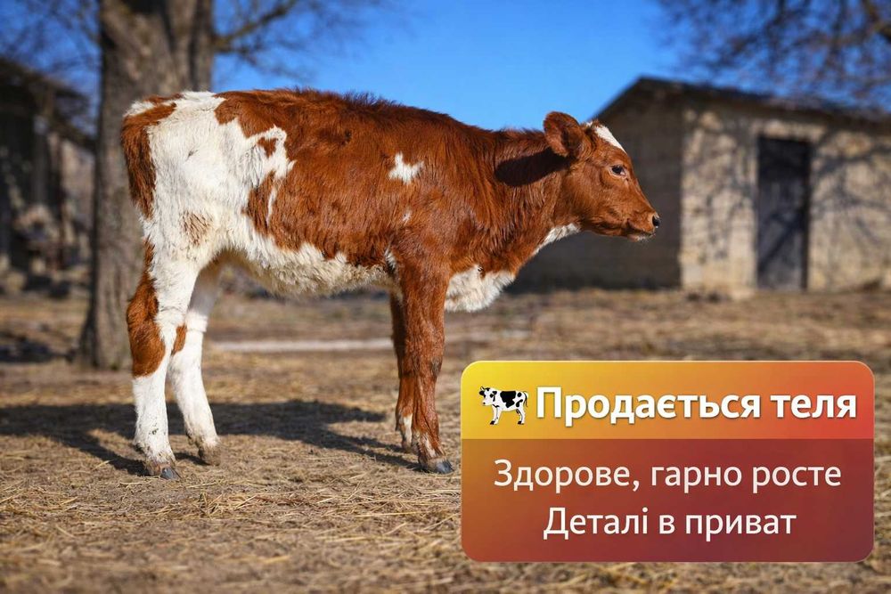 Продам теличку 4 місяці