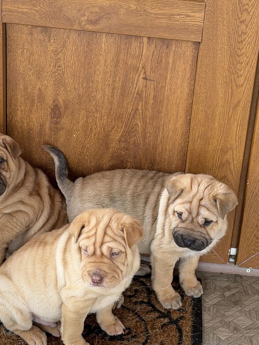 ПРОДАМ! Хлопчики породи Шарпей