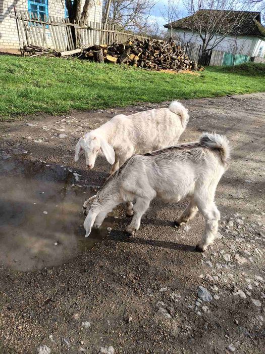 Кози нубійські, альпійські, каморі, ламанчі