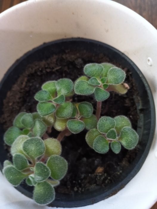 Drzewko Miłości mozna formować jak bonsai