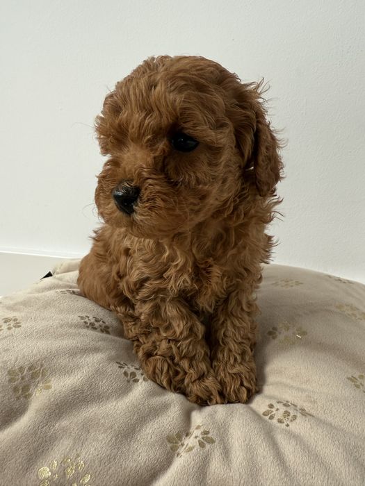 Pudel Toy Red Brown piesek rodowod badania odbiór na Wielkanoc