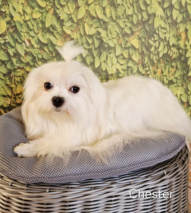 Pies Maltańczyk z rodowodem FCI