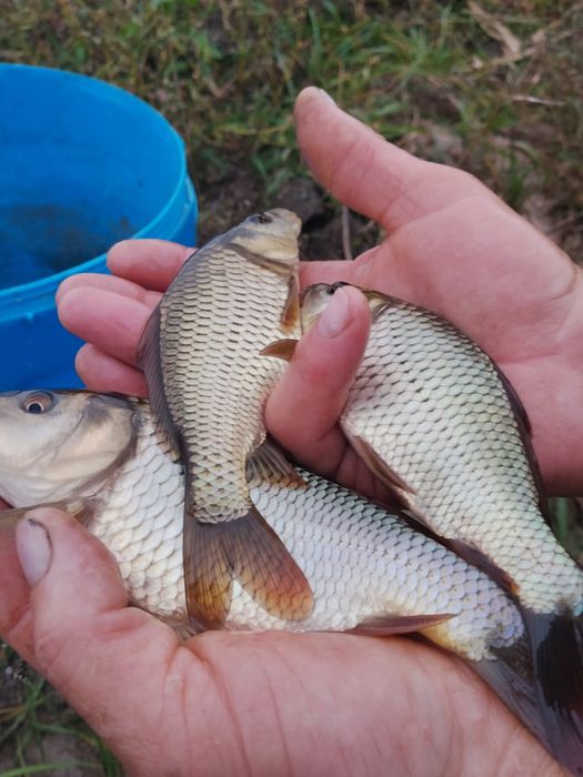 Narybek , kroczek karpia pełnołuskiego sazana Karp