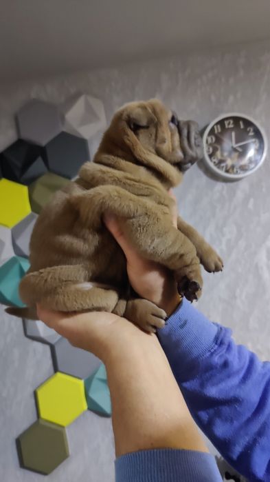 Цуценята Шар-пея