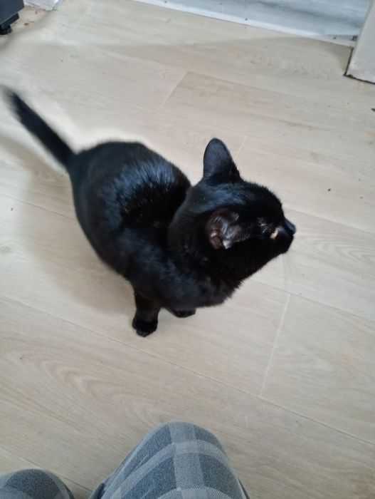 Шукаю власника кота