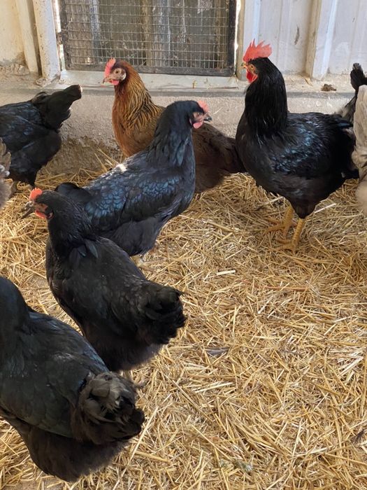 Galinhas e galos pretos.