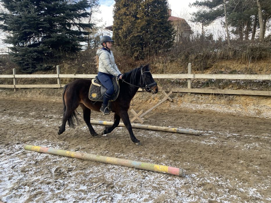 4 letni wałach rasy huculskiej z predyspozycjami do skoków