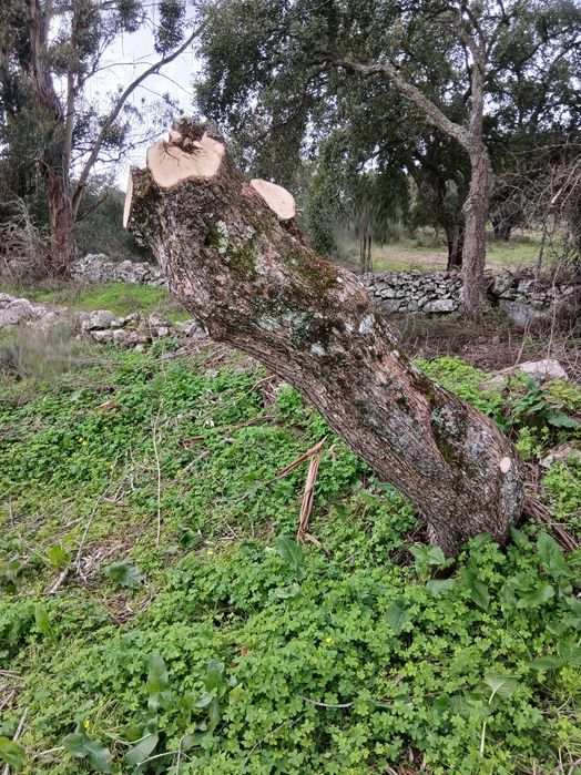 Oliveiras centenárias