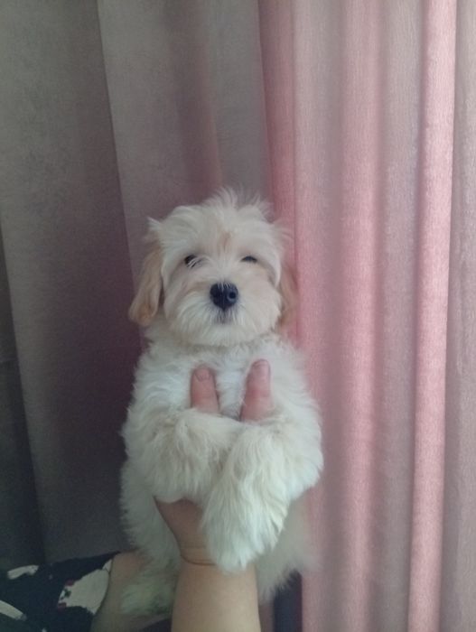 Два хлопчика мальтипу.