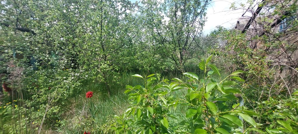 Продам дачу в Солоницевке