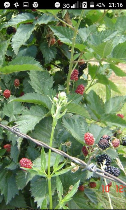 Framboeseiras branca rosa ou preta phisalis pera melão etc