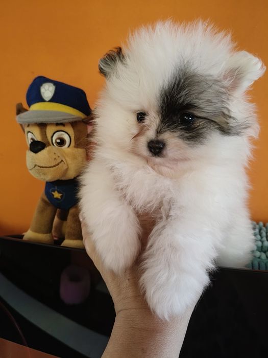 Lulu da Pomerânia menino mini