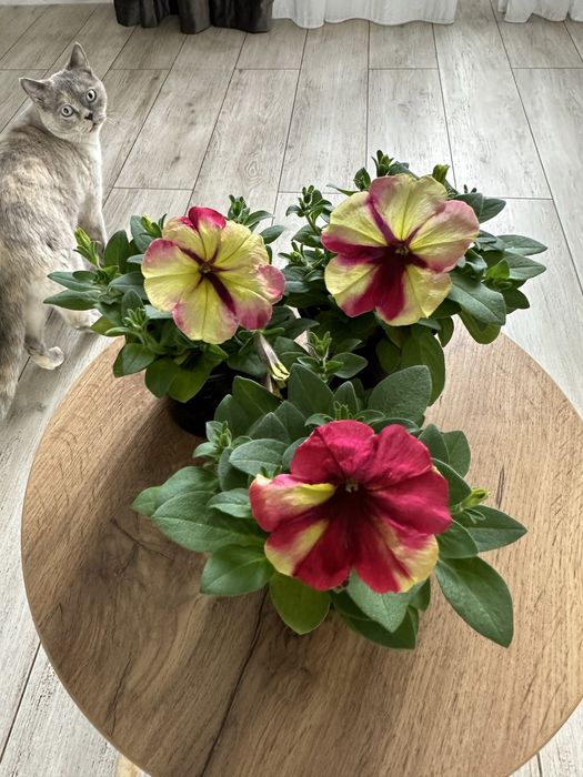 Петунія однорічна