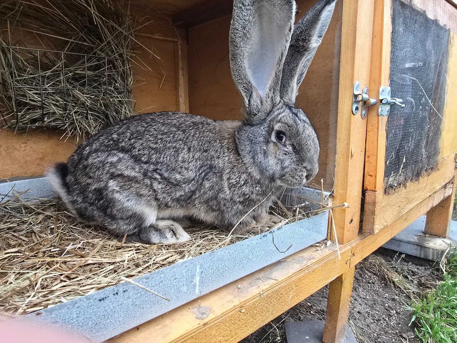 Olbrzym belgijski szary samiec  bos belg króliki