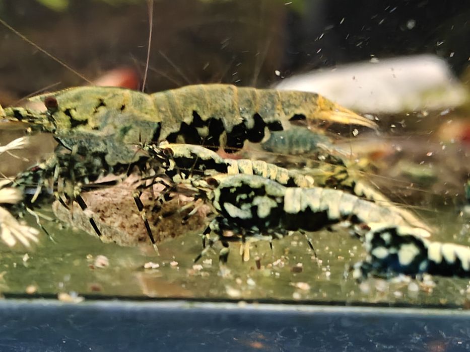 Krewetki Caridina BOA
