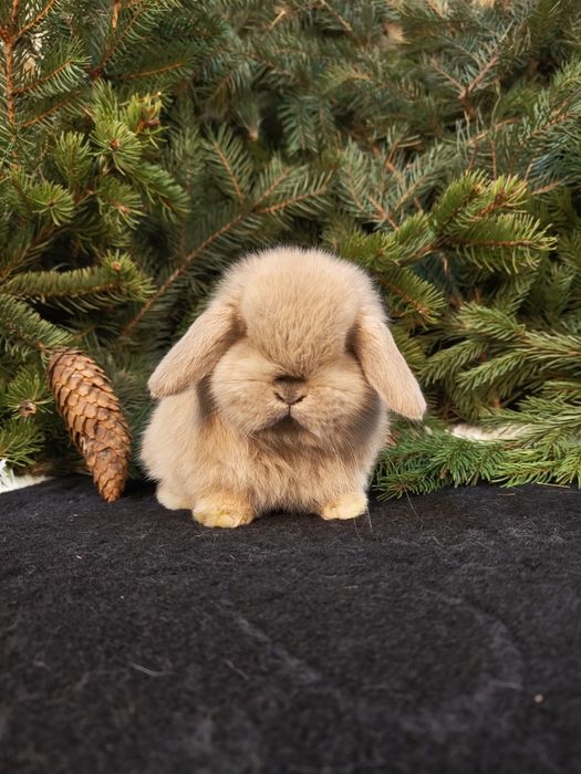 Piękne króliczki Mini Lop i Karzełek Teddy. Wolne maluszki.