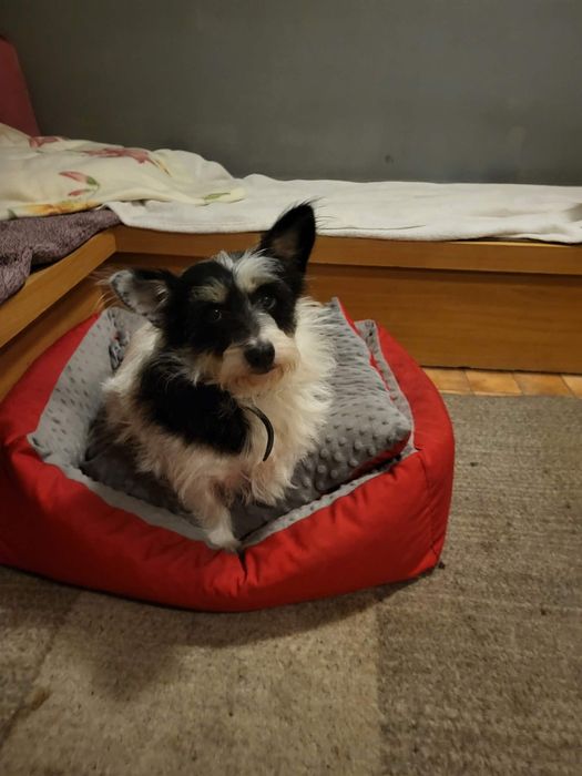 Kropka maleńka psia babcia szuka domku