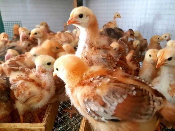 Курчата,гуси,качки,індики