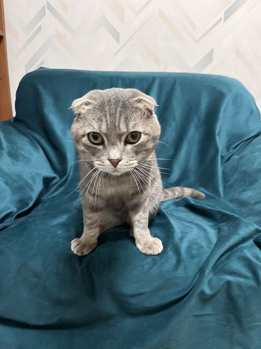 віддам котика в добрі руки