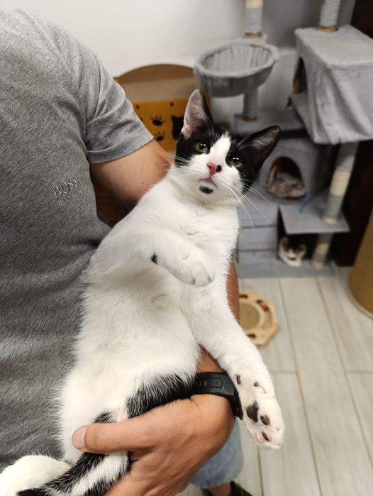 Mysio-Pysio szuka domu adopcja Rybnik