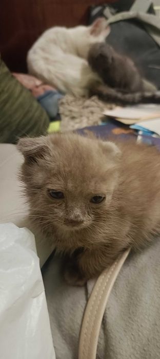Котеня висловухе 2 місяця