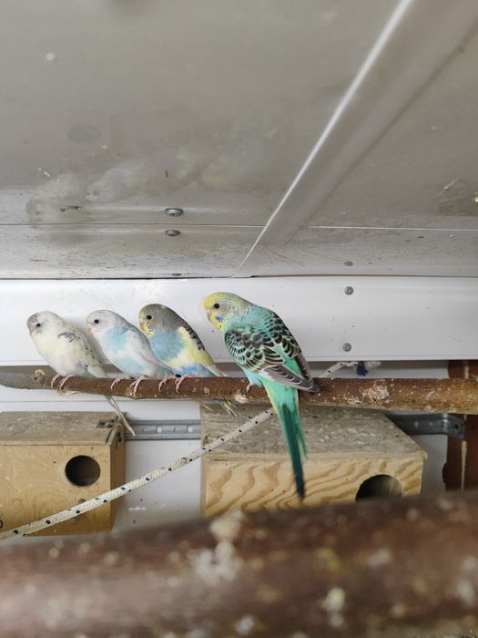 Papugi faliste  sprzedam