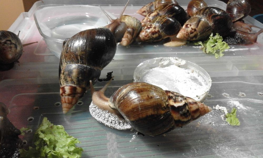 Ахатина Фулика - альбиносы и стандарты