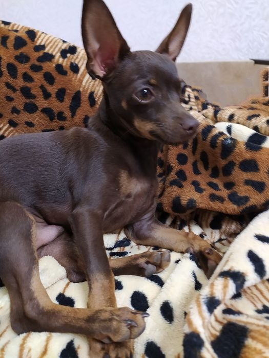 Зоомир  ищим подружку для вязки !!