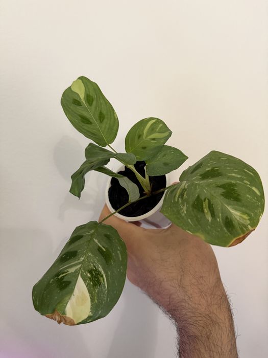 Marantas diversas ( lime, albo, light veins, cat mustache)