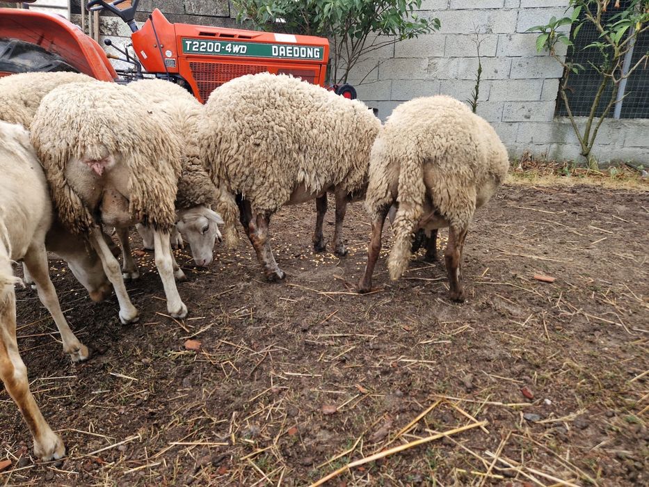 Vendo ovelhas cruzadas de lacaune