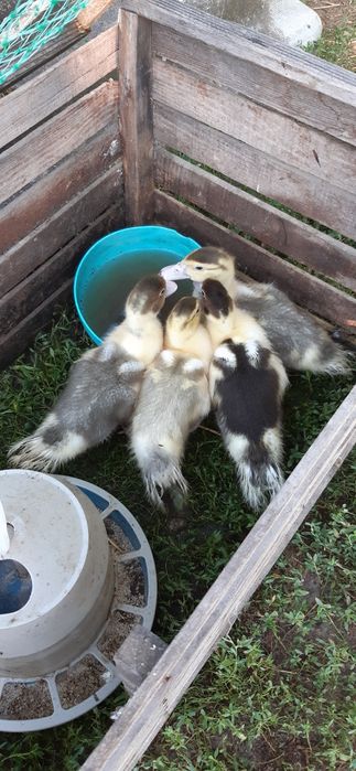 ТЕРМІНОВО!!! Продам індокаченнята