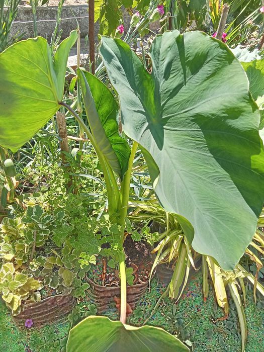Inhame planta de exterior