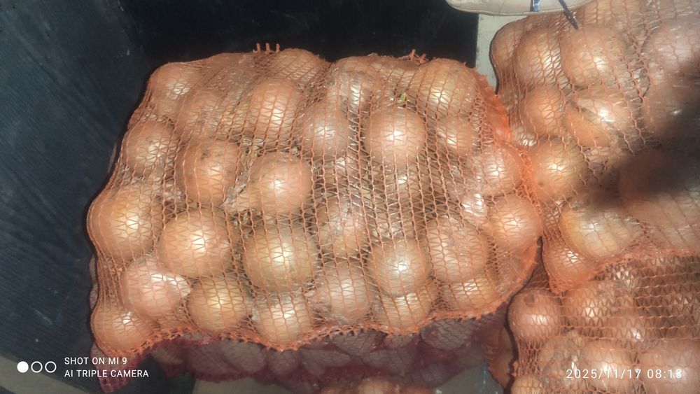 Cebula żółta 10 kg -12 zł