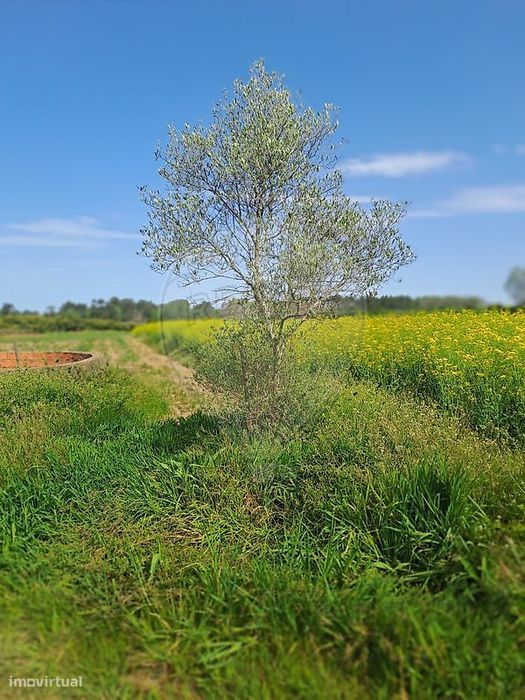 Terreno  para venda