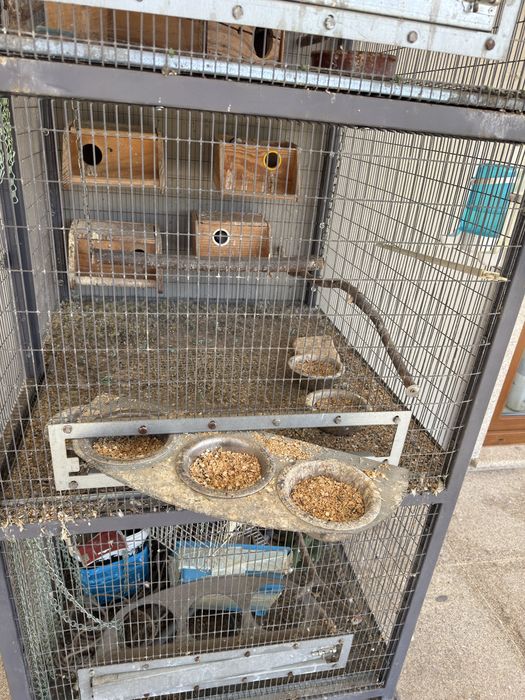 Gaiola com 8 agapornis