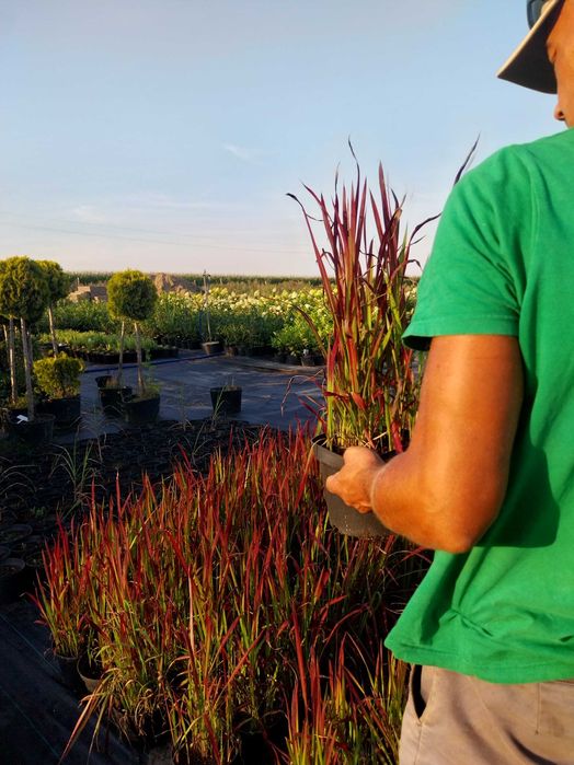 Trawa ozdobna -20% red baron lub rozpelnica japońska