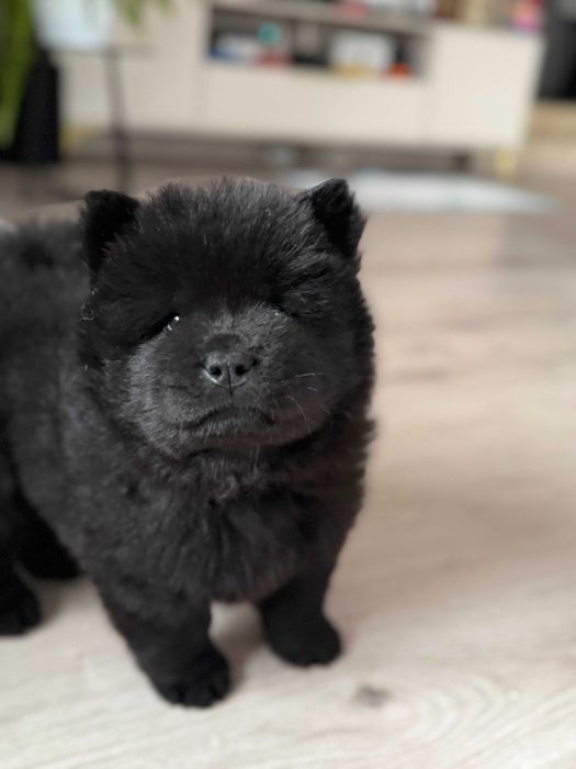 Czarny piesek rasy chow chow