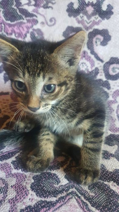 Кошенята в добрі руки