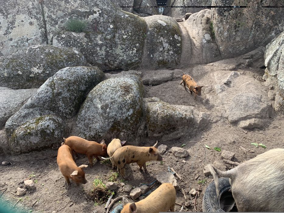 Vendo leitões de campo