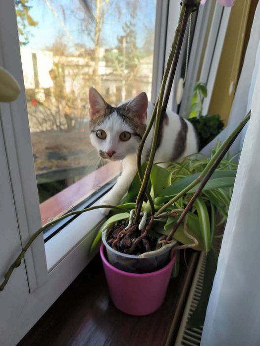 Piękna LULU szuka  swojego człowieka