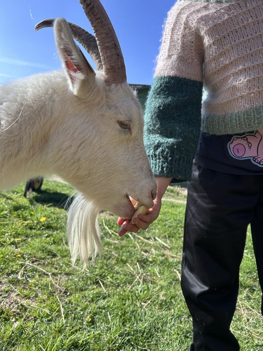 Koza z mlekiem, szuka dobrego domu