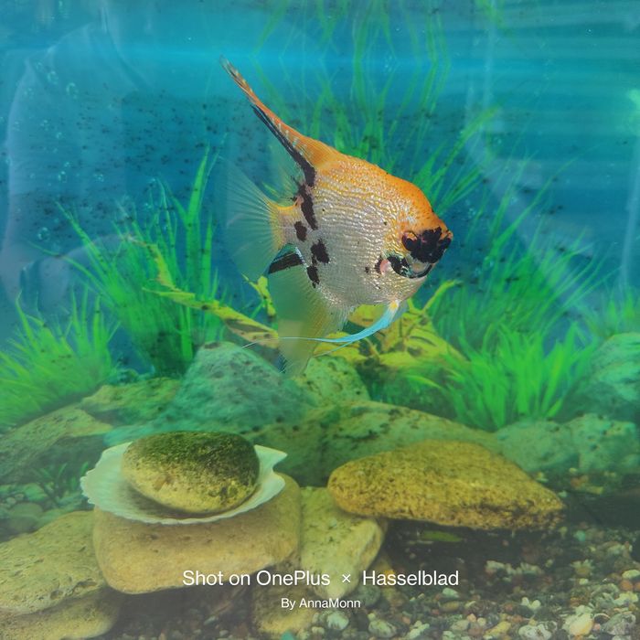 Аквариум на 80 л с рыбами