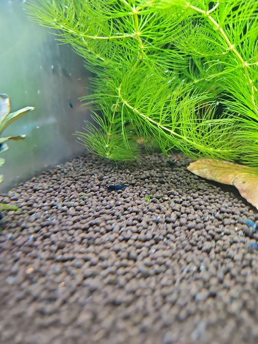 Blue Devil Orange Eyes caridina Krewetki (Vin fish)