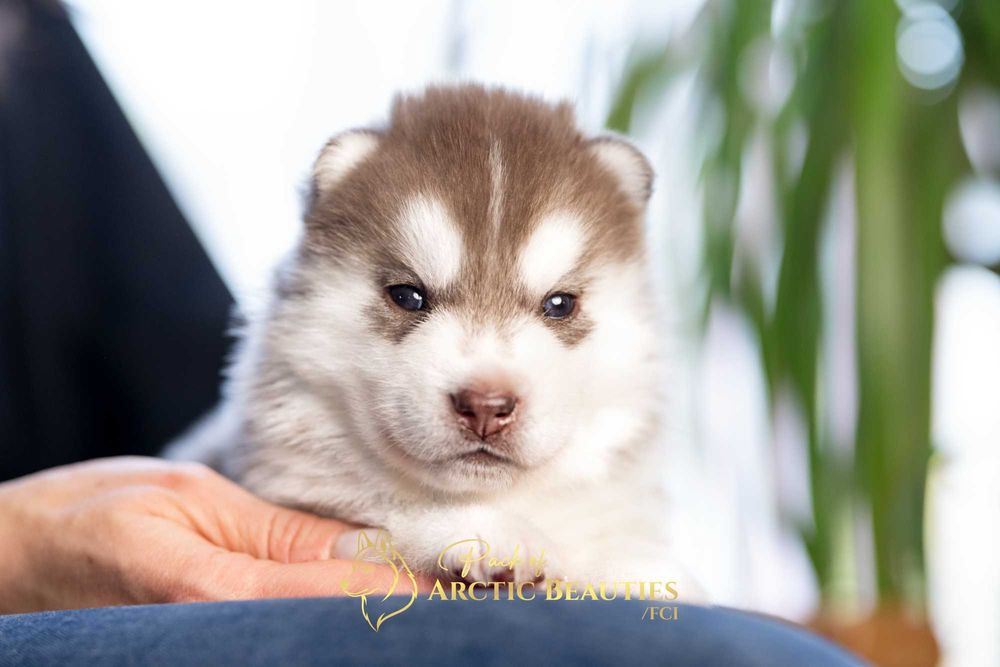 Siberian Husky/Suczka/Wybitna, ciemnooka