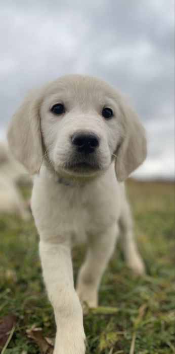 Голден ретрівер (цуценята)